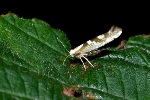 Réf. 207 776 : Argyresthia pygmaeella